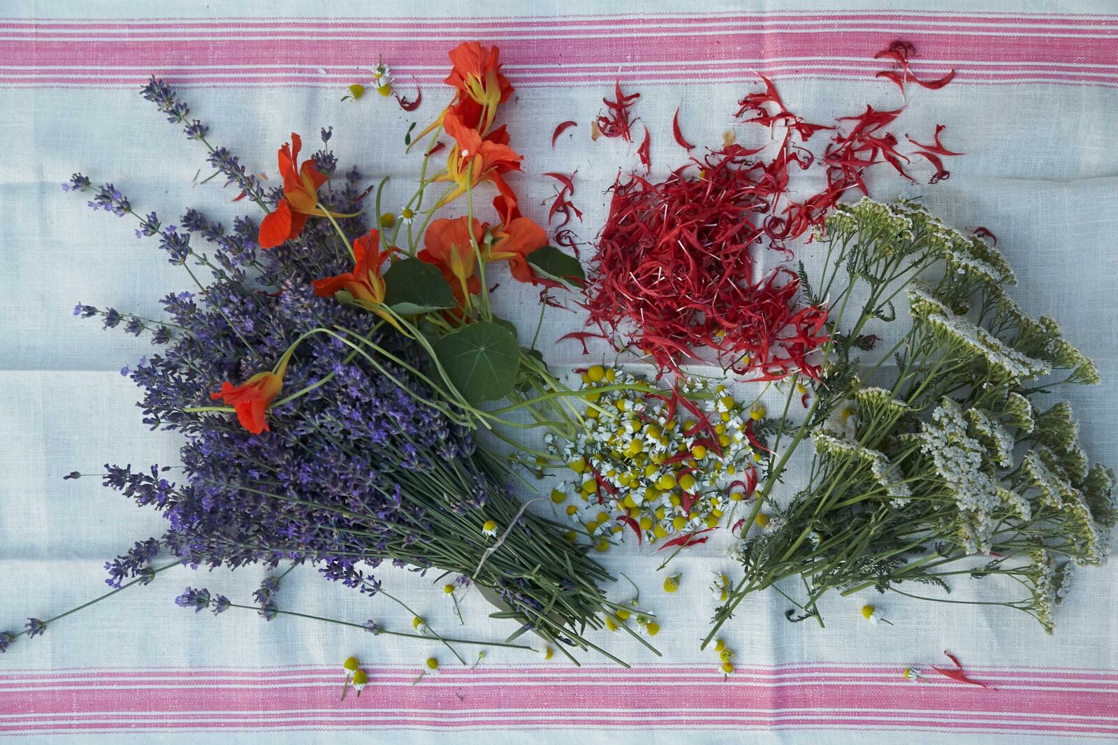 Essbare Blumen und Kräuter bieten Genuss für alle Sinne.