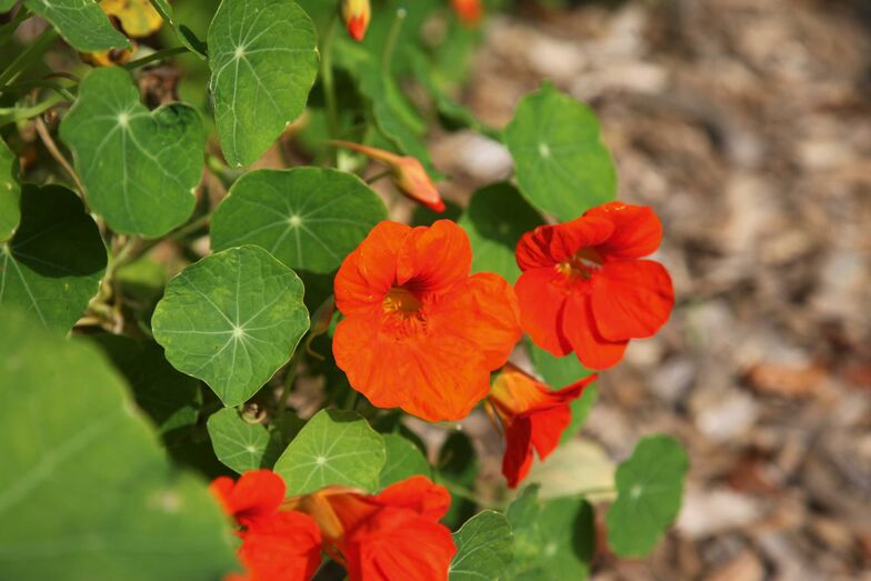 Kapuzinerkresse wächst problemlos in jedem Garten.